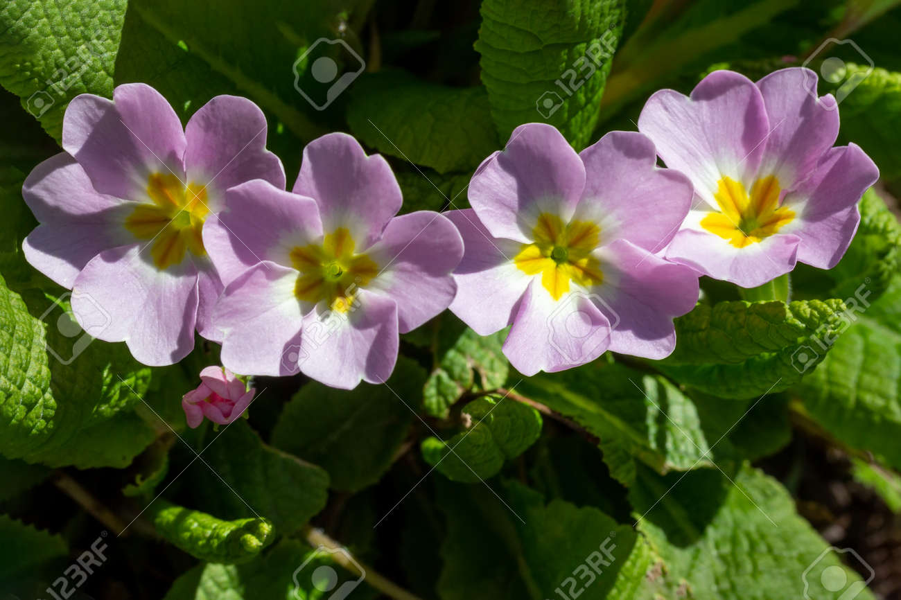 flower primrose on a spring sunny day close-up top view - 165440130 flower primrose on a spring sunny day close-up top view - 165440130