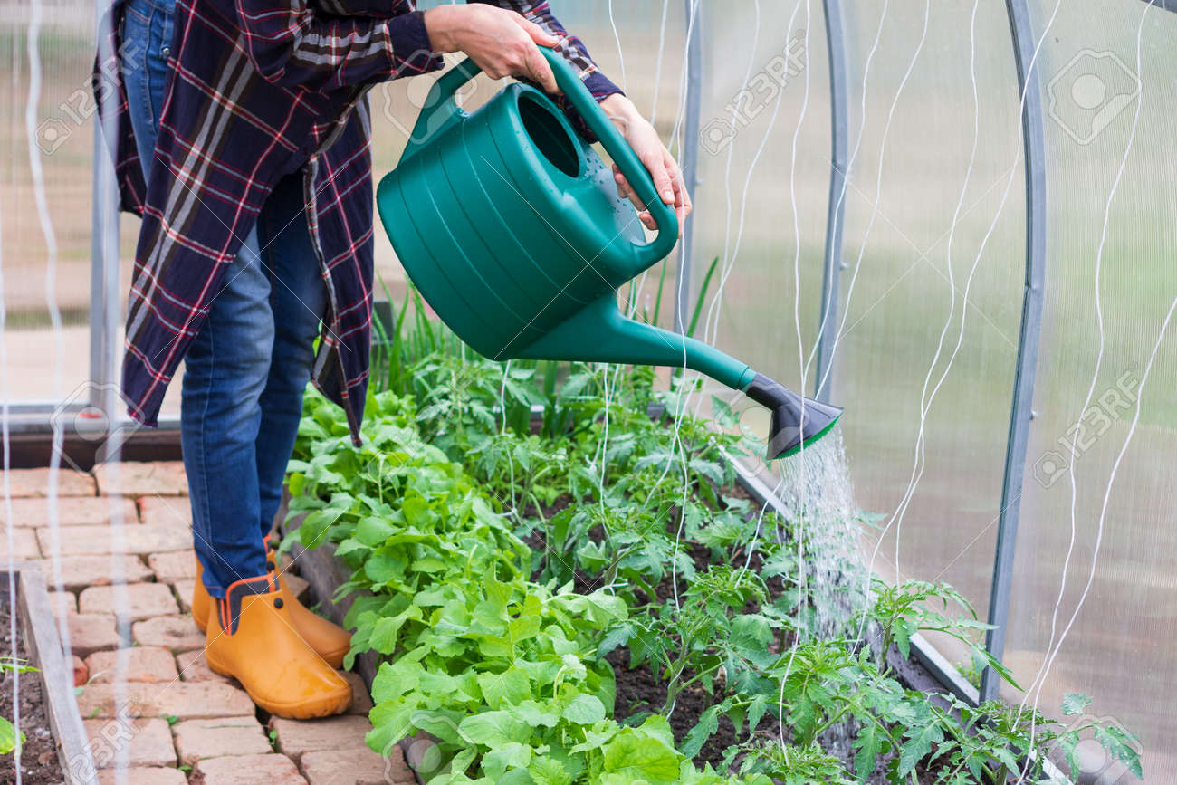young woman works in a greenhouse, pours water from a watering can over tomato bushes, cucumbers and radishes on a spring morning - 169308592 young woman works in a greenhouse, pours water from a watering can over tomato bushes, cucumbers and radishes on a spring morning - 169308592