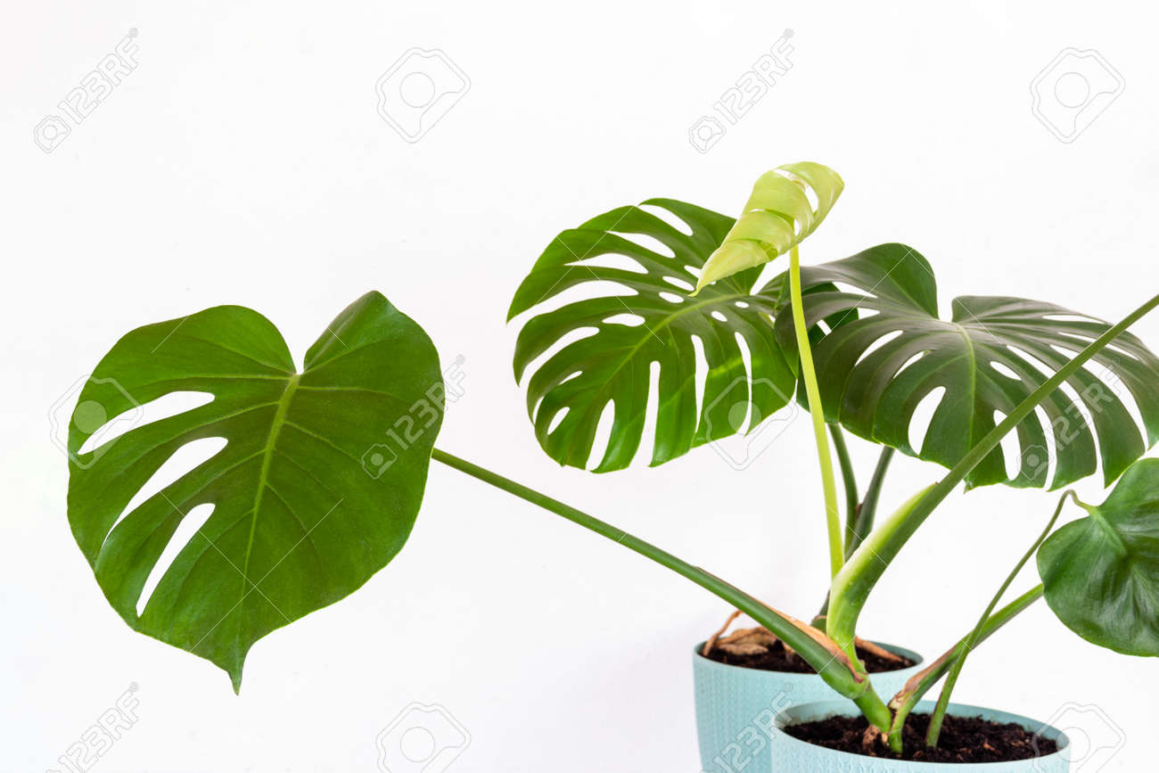 green tropical monstera plant in a flower pot against a white wall close-up - 169308597 green tropical monstera plant in a flower pot against a white wall close-up - 169308597