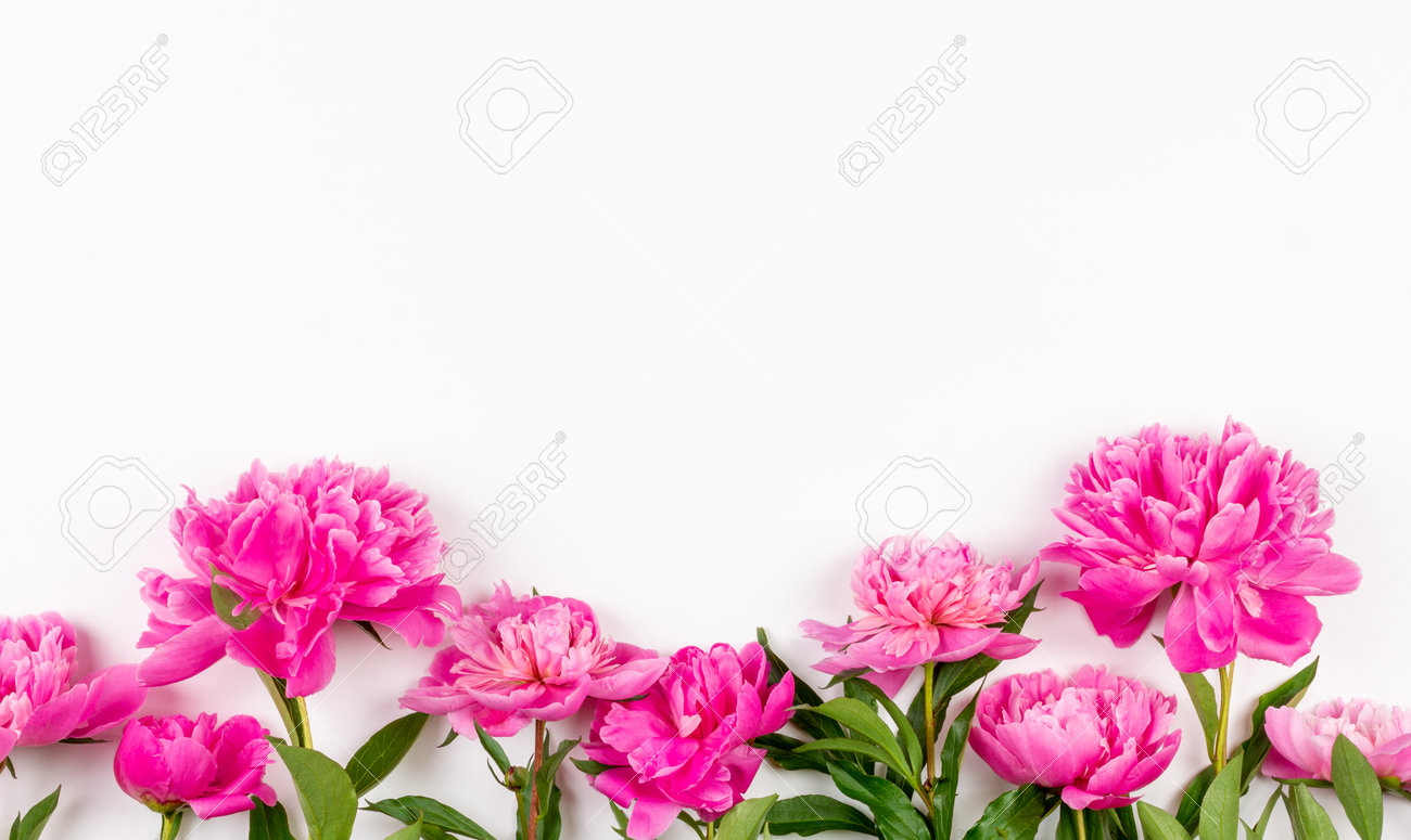 pink peony flowers on a white background with a copy space - 169308576 pink peony flowers on a white background with a copy space - 169308576