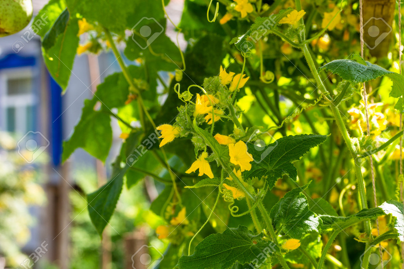Blooming with yellow flowers, cucumber growing up in the vegetable garden sunny summer morning - 169308582 Blooming with yellow flowers, cucumber growing up in the vegetable garden sunny summer morning - 169308582