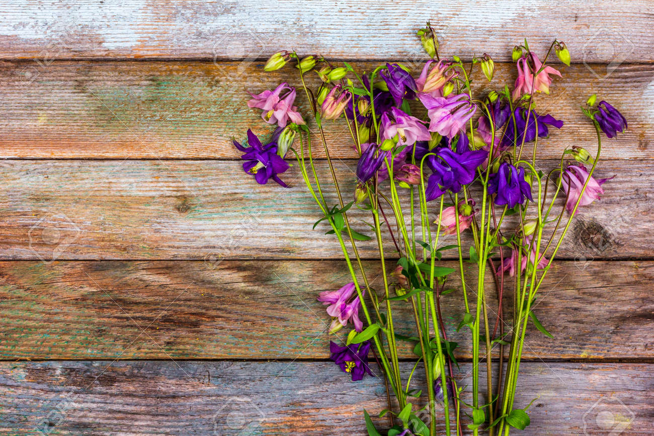 bouquet of pink and blue aquilegia flowers on a retro wooden background with a copy space top view - 169308583 bouquet of pink and blue aquilegia flowers on a retro wooden background with a copy space top view - 169308583