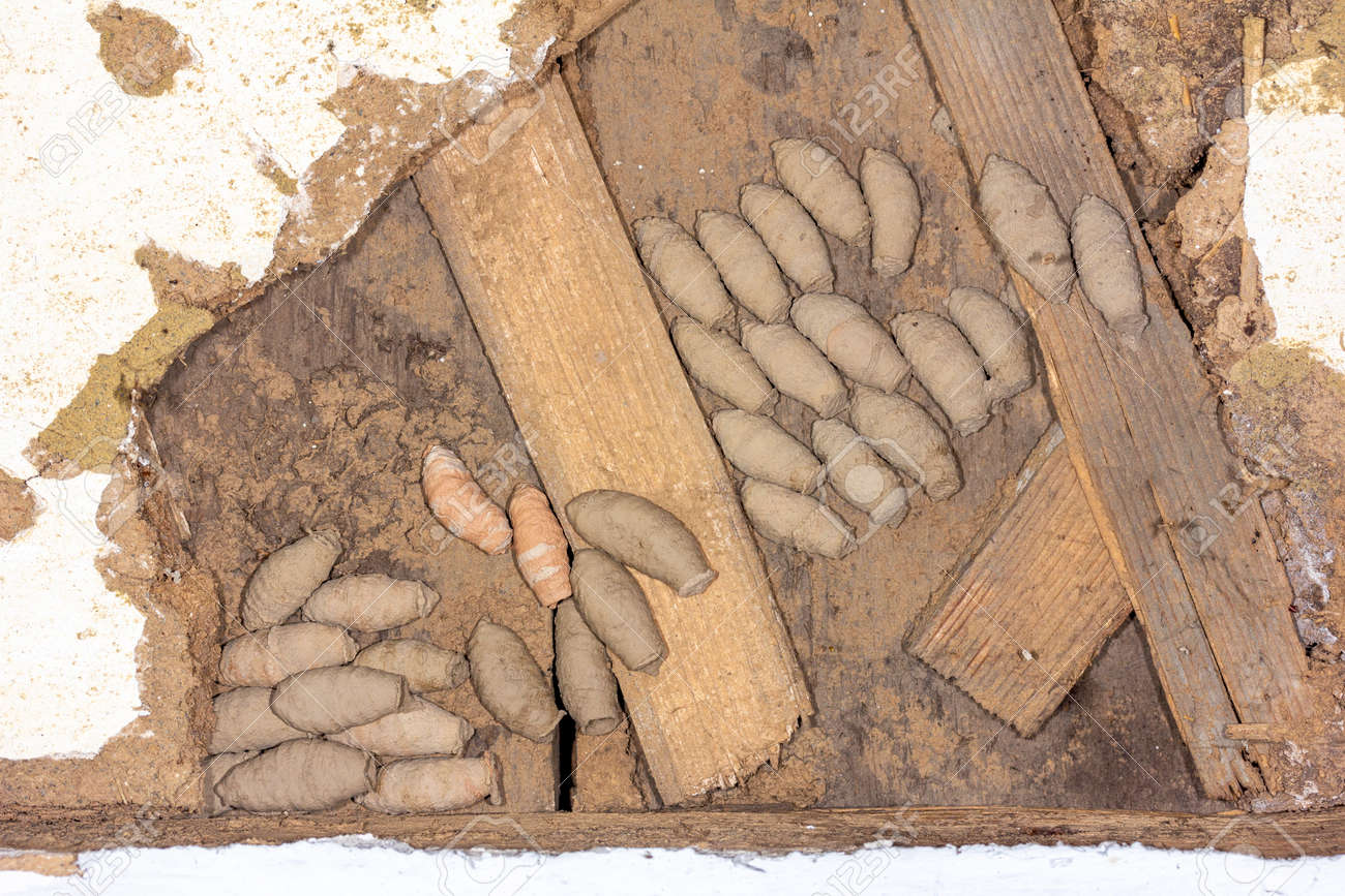 nest with mud wasp (Sceliphron) larvae in mud cocoons on the wall of an old barn - 169308590 nest with mud wasp (Sceliphron) larvae in mud cocoons on the wall of an old barn - 169308590