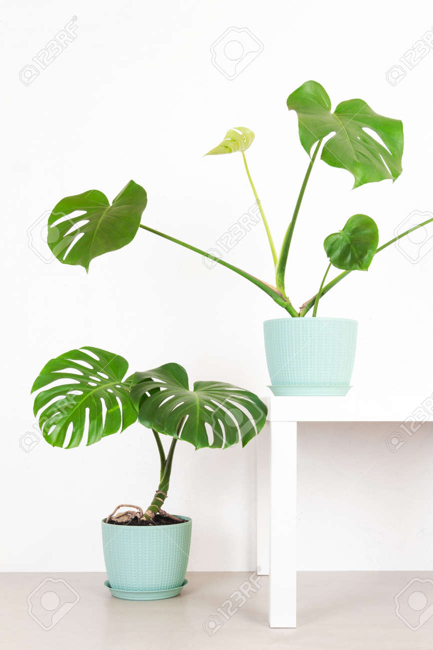 green tropical monstera plants in a flower pots against a white wall - 169308559 green tropical monstera plants in a flower pots against a white wall - 169308559