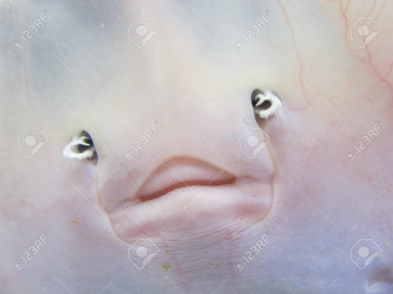 etiam-dictum-ipsum-a-felis