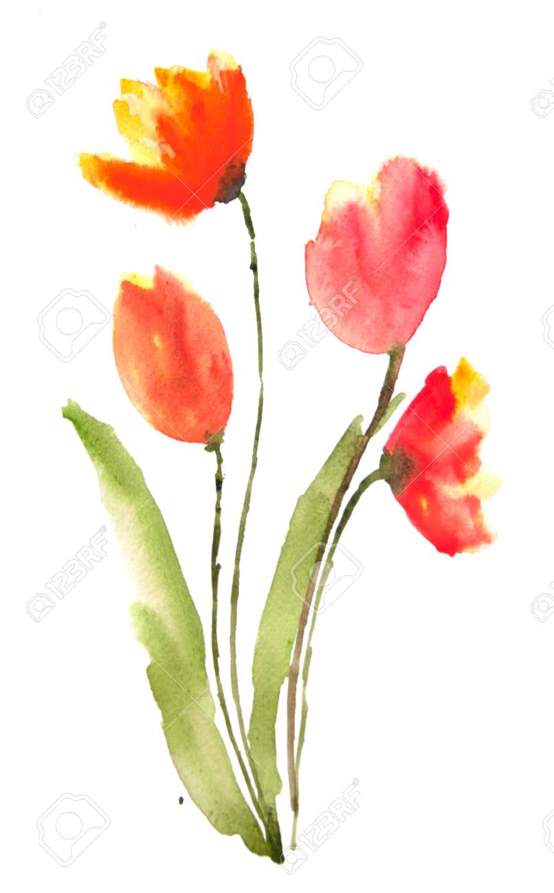 Tulip Flowers Painting Stock Photo Picture And Royalty Free Image Image