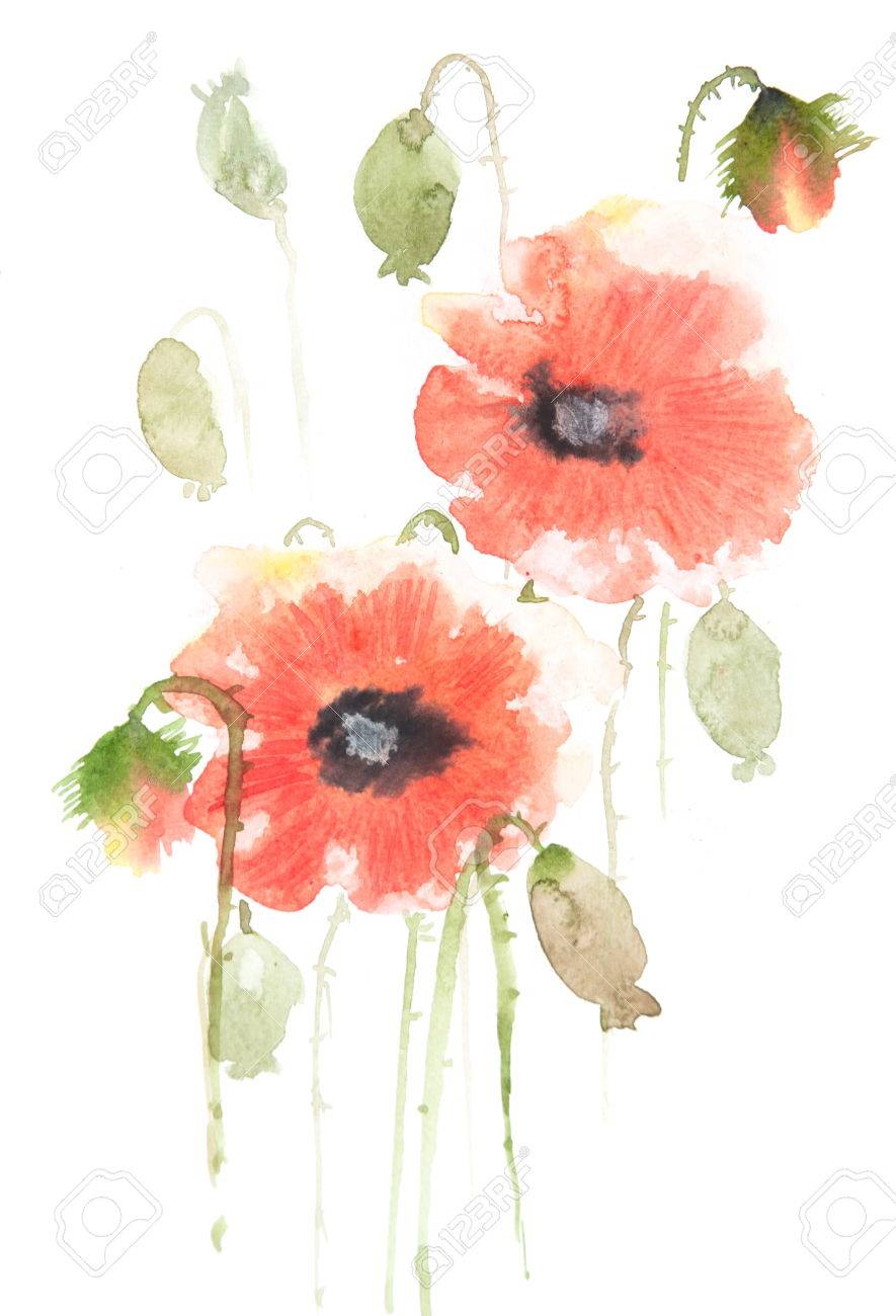 ポピーの花の絵画、水彩画の写真素材・画像素材 Image 64054163