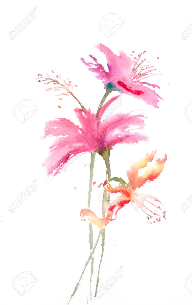 白 手描き水彩イラストレーターの美しい野生の花 の写真素材 画像素材 Image