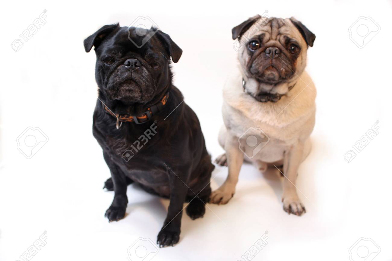 clothes for your cat