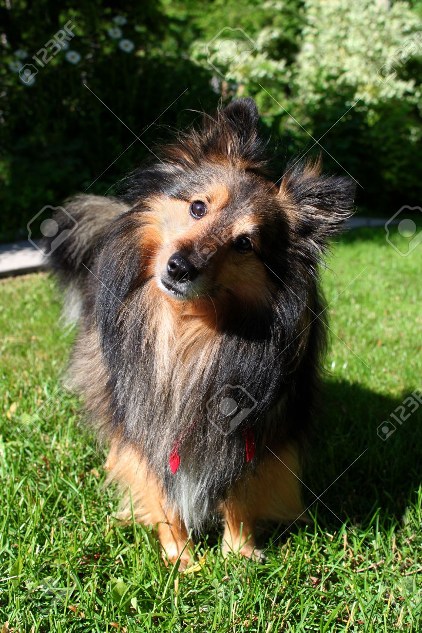 red sheltie