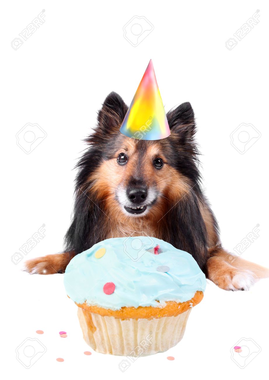 sheltie birthday