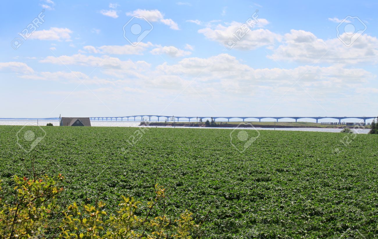 バック グラウンドでコンフェデレーション橋とプリンス エドワード島ジャガイモ畑 の写真素材 画像素材 Image