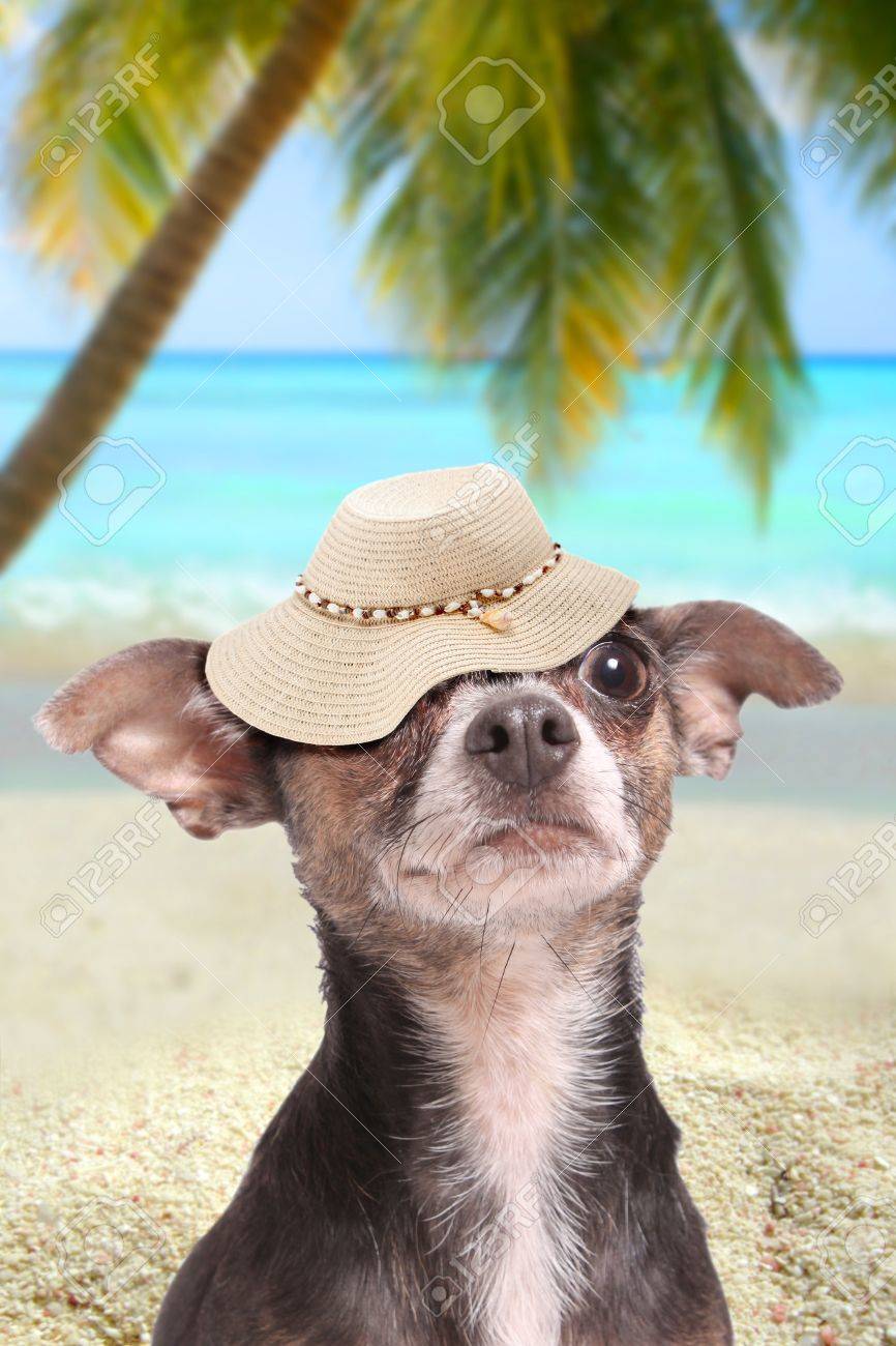 dog beach hat