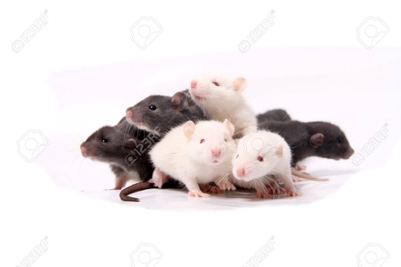 Groupe De Petit Mignon Bebe Domestique Rats De Compagnie Elevant Au Dessus Eachother Sur Un Fond Blanc Banque D Images Et Photos Libres De Droits Image