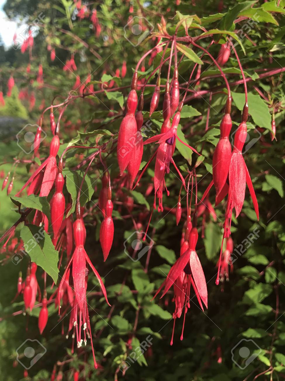 fuschia