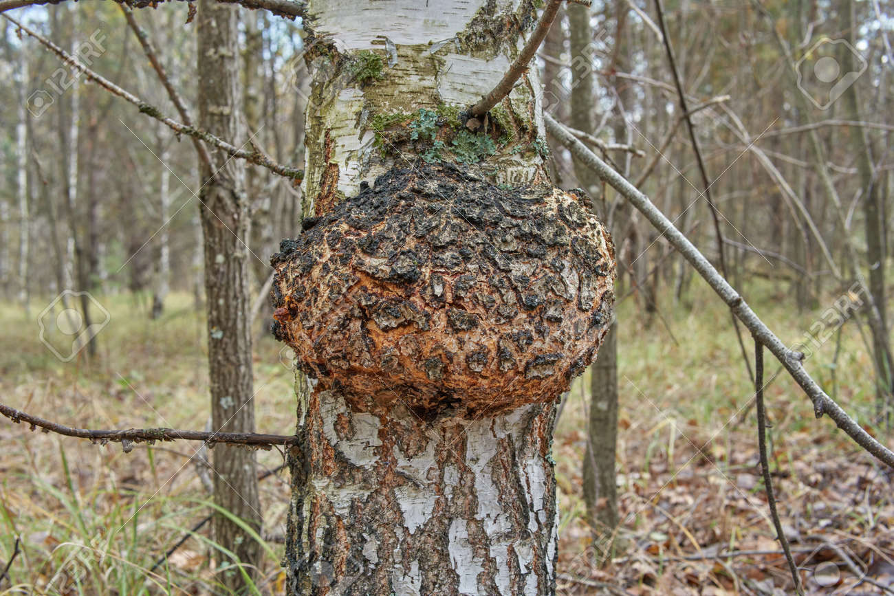 白樺の木のこぶ
