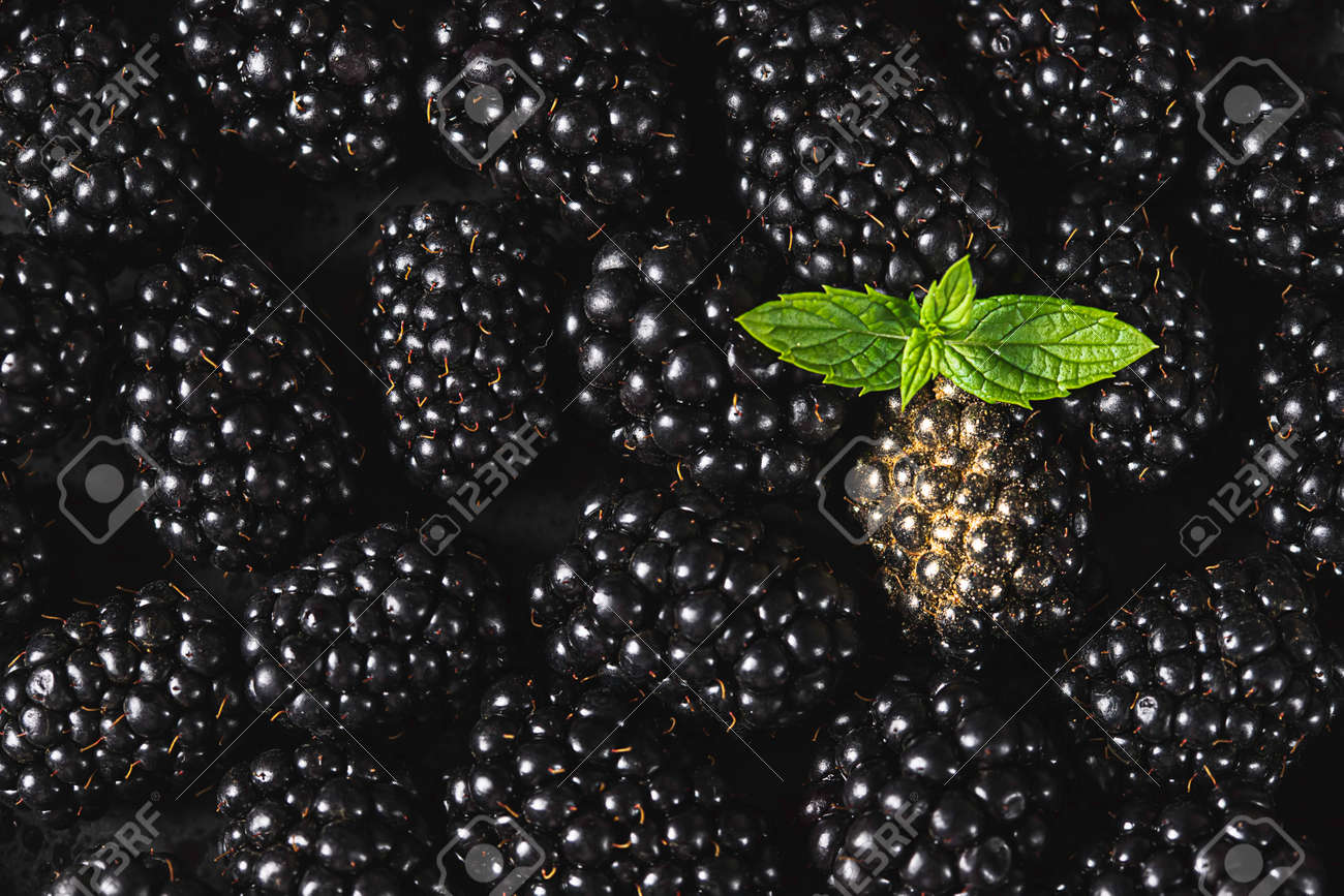 Fresh ripe blackberries as background, top view. Food concept. Blackberries decorated with edible gold powder. The concept of luxury is extraordinary. Top view. - 171890456 Fresh ripe blackberries as background, top view. Food concept. Blackberries decorated with edible gold powder. The concept of luxury is extraordinary. Top view. - 171890456