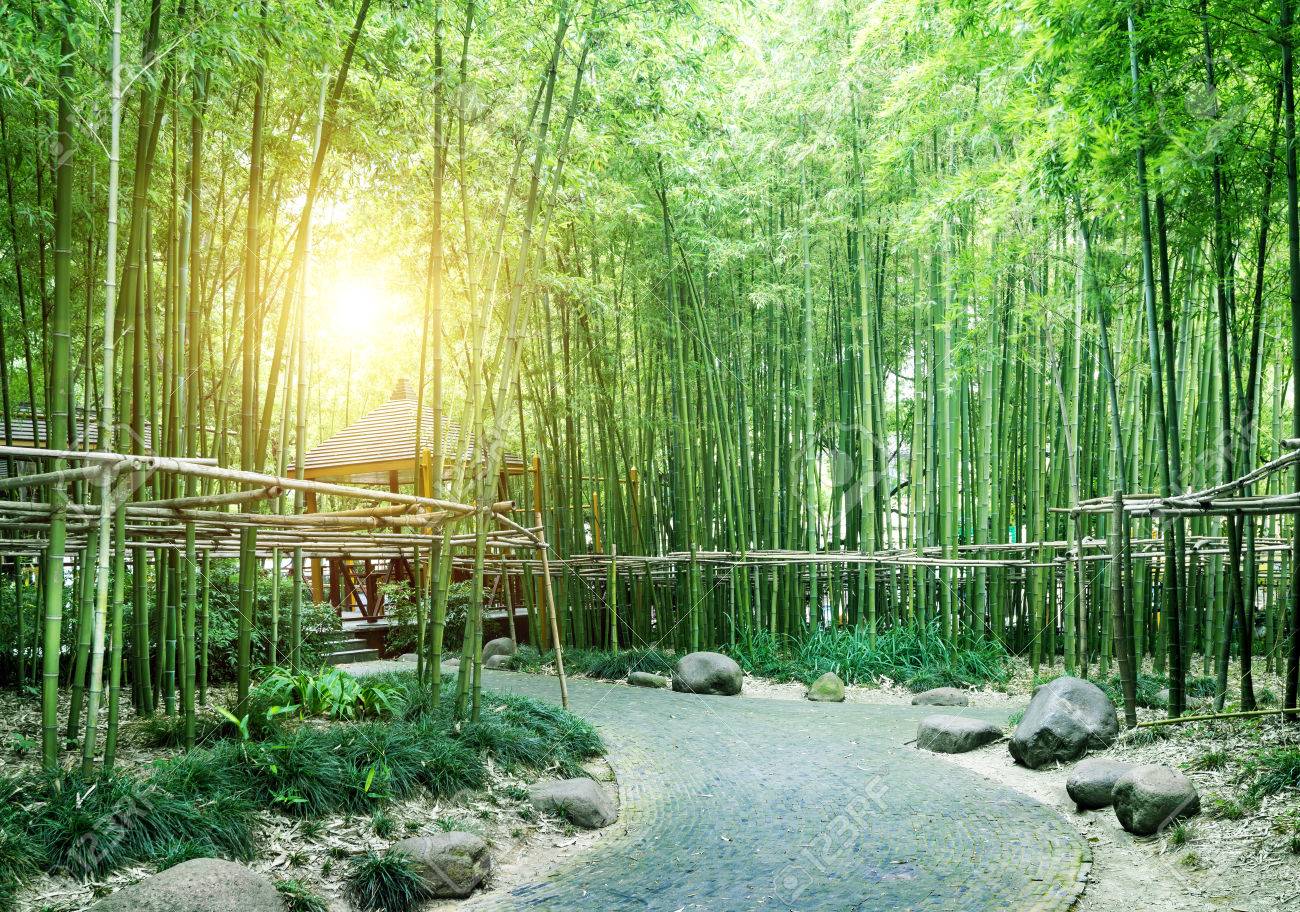 China's bamboo, grows in southern China. - 36092367 China's bamboo, grows in southern China. - 36092367
