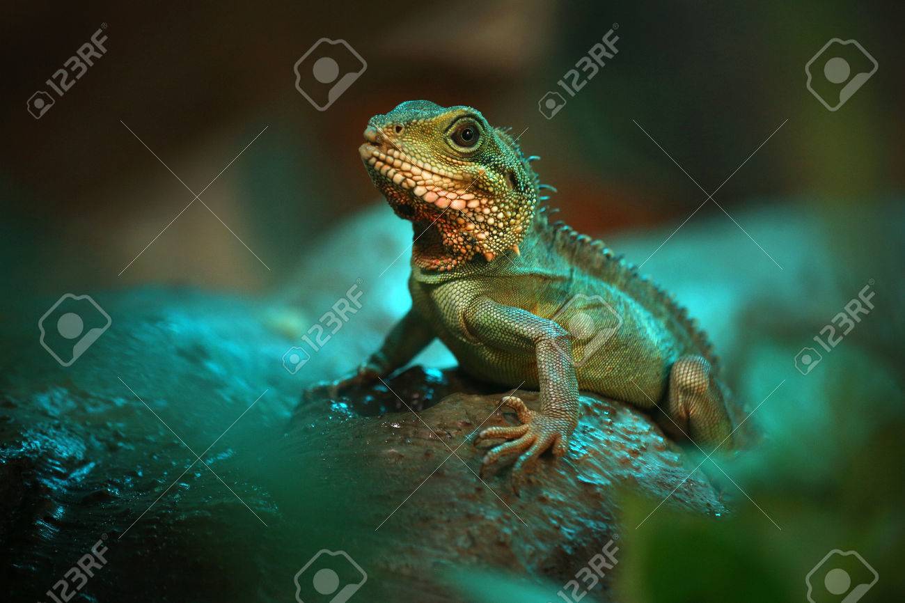 etiam-dictum-ipsum-a-felis