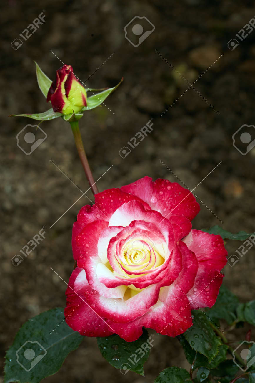 バラの花と蕾 の写真素材 画像素材 Image