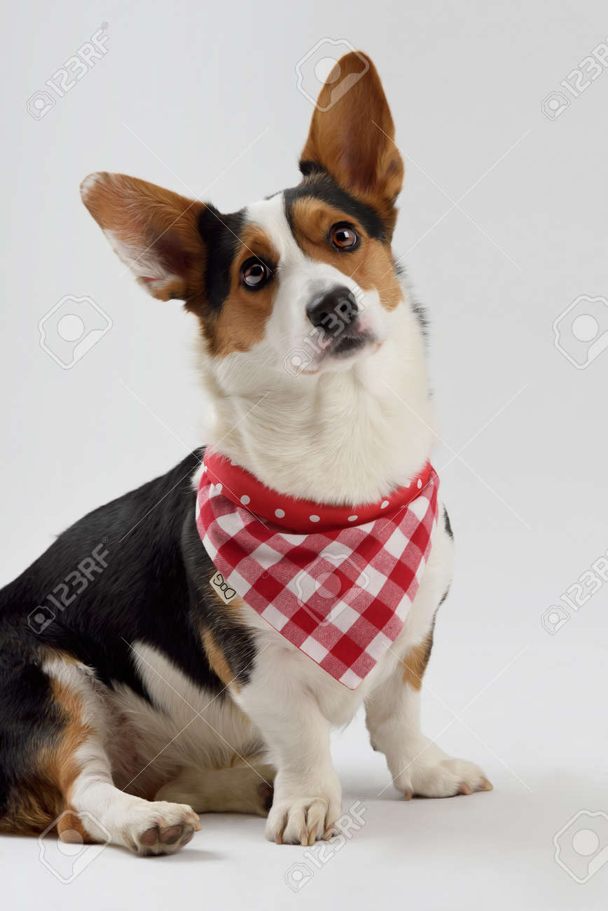corgi scarves