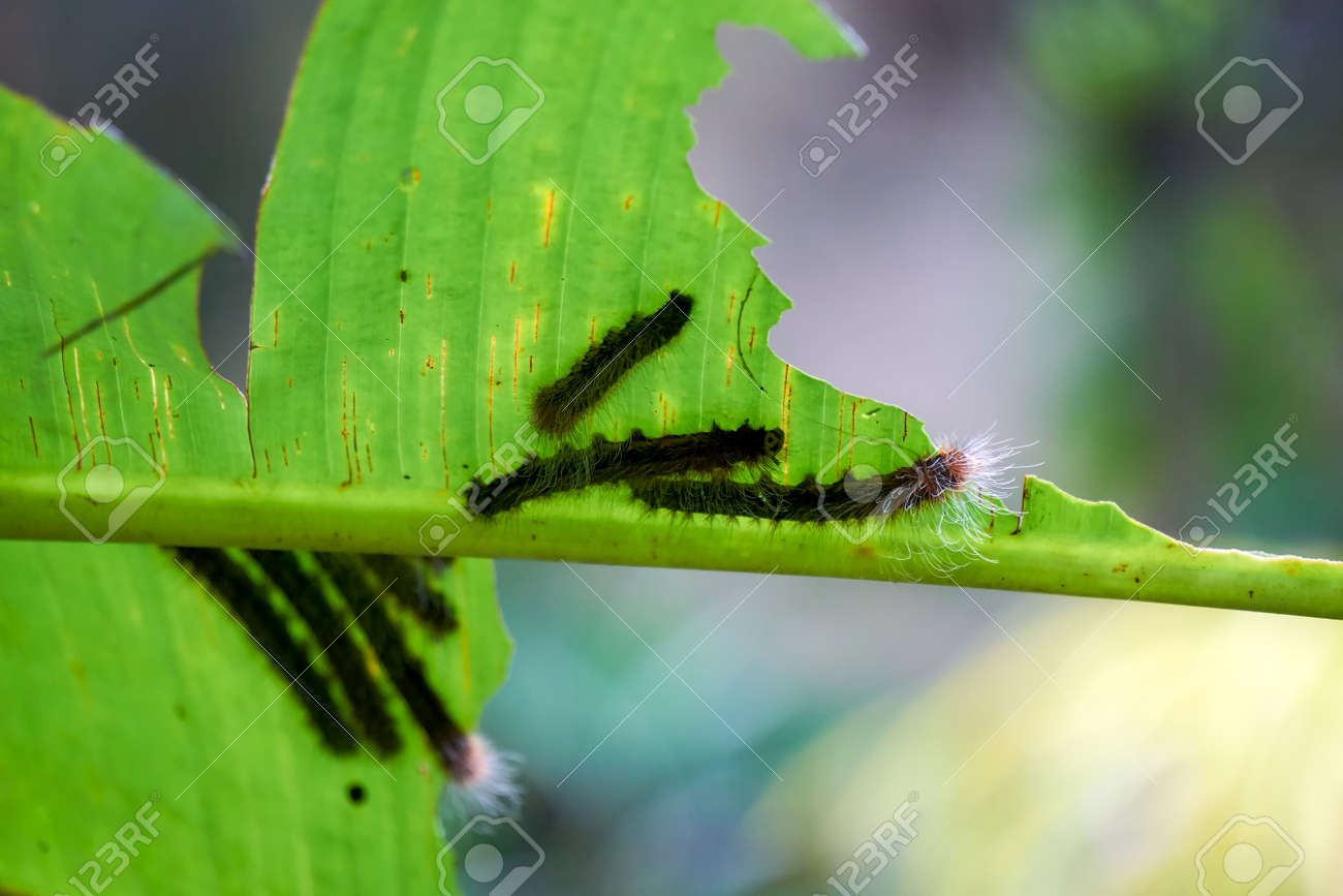 A Group Of Black Body With White Hair Caterpillars On The Back