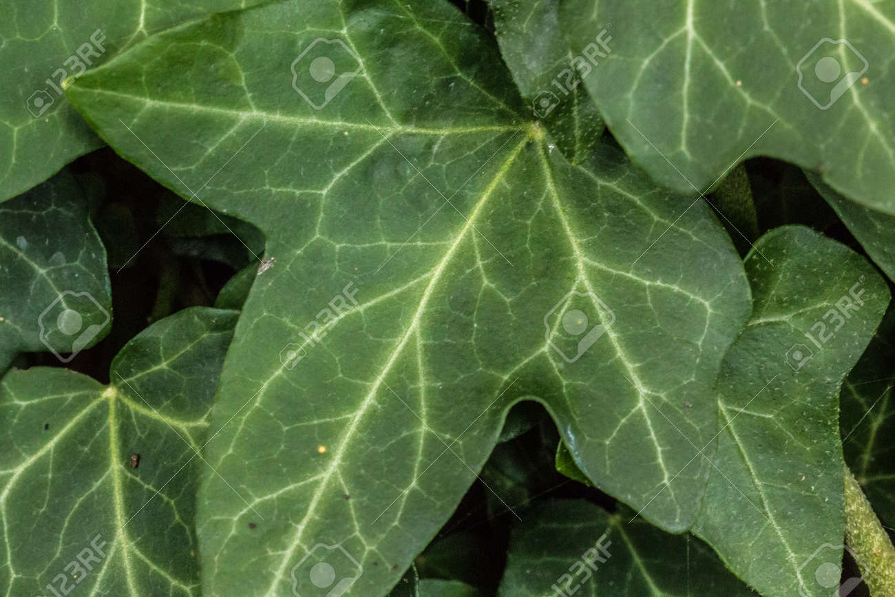 毒の蔦の森 の写真素材 画像素材 Image
