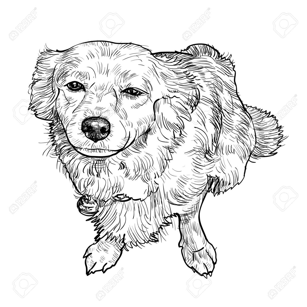 ミックス繁殖ポメラニアンと実はシーズー犬の描画 のイラスト素材 ベクタ Image ミックス繁殖ポメラニアンと実はシーズー犬の描画 のイラスト素材 ベクタ Image