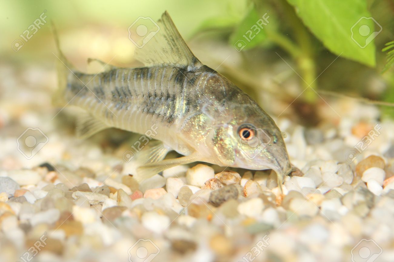 霜降りナマズ コリドラス パレアタス 人気のある淡水魚水族館魚 の写真素材 画像素材 Image