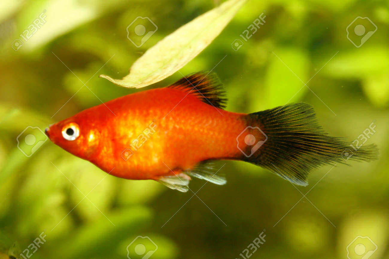 popular aquarium fish