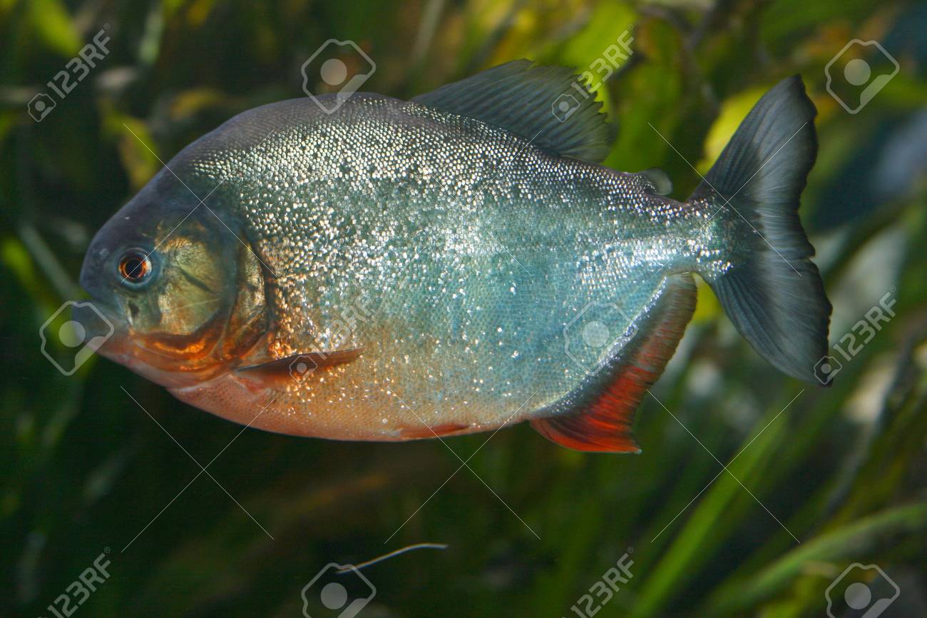 赤いピラニア ピラニア 南アメリカから捕食魚 の写真素材 画像素材 Image