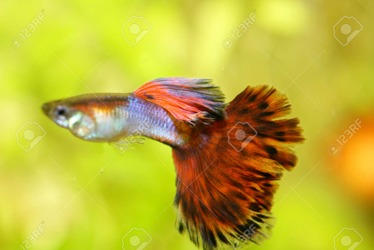 男性グッピー グッピー 人気のある淡水魚水族館魚 の写真素材 画像素材 Image 男性グッピー グッピー 人気のある淡水魚水族館魚 の写真素材 画像素材 Image