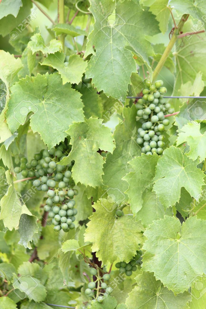 Vine With Small Grapes And Green Leaves Stock Photo Picture And Royalty Free Image Image 57002096