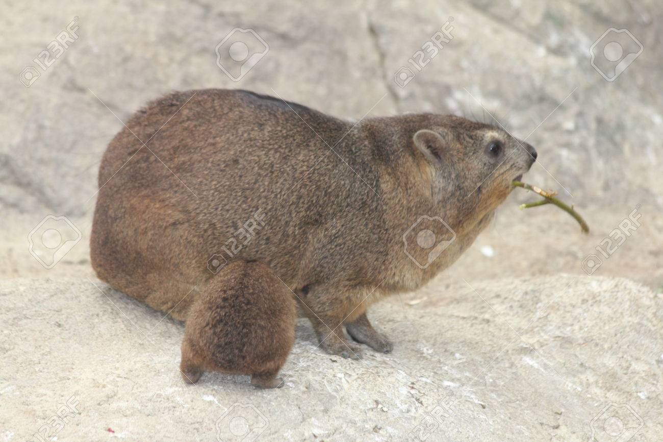 Immagini Stock L Irace Di Roccia Procavia Capensis Il Cosiddetto Rock Badger E Il Capo Hyrax E Menzionato In Particolare Nell Inglese Del Sud Africa Come Image 82664810