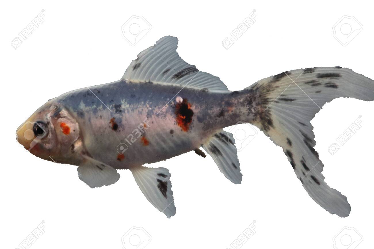petsmart koi fish