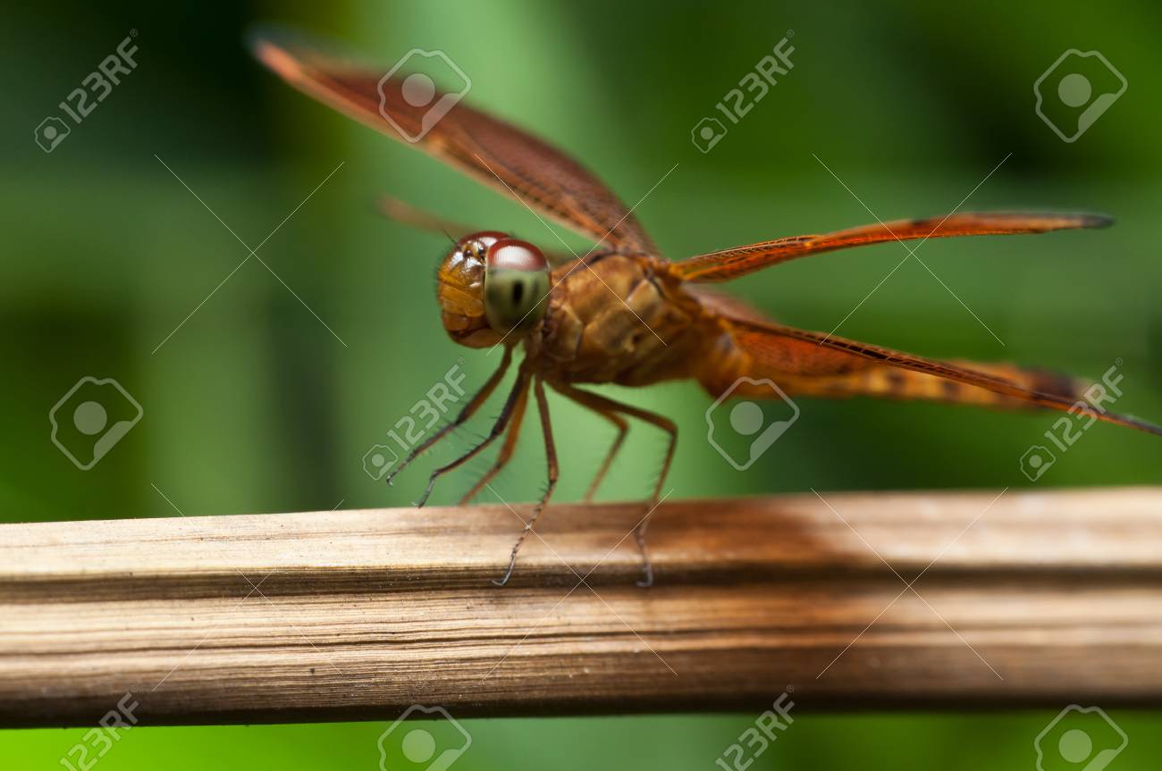 ブランチで赤蜻蛉 の写真素材 画像素材 Image