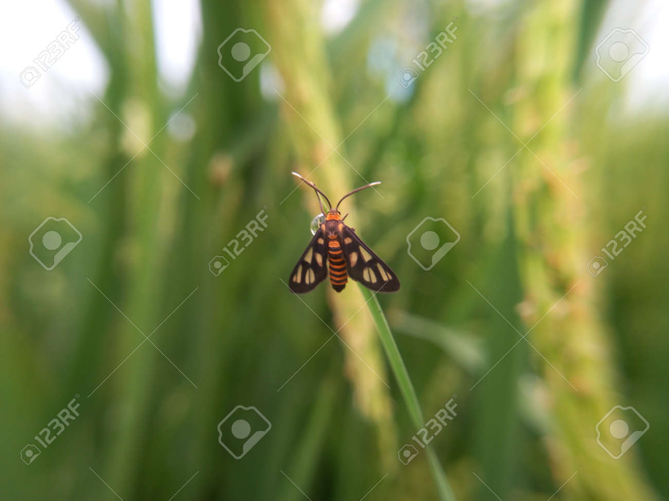 etiam-dictum-ipsum-a-felis