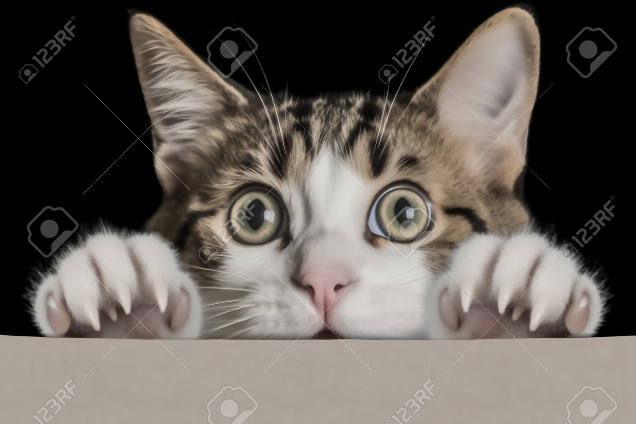 etiam-dictum-ipsum-a-felis