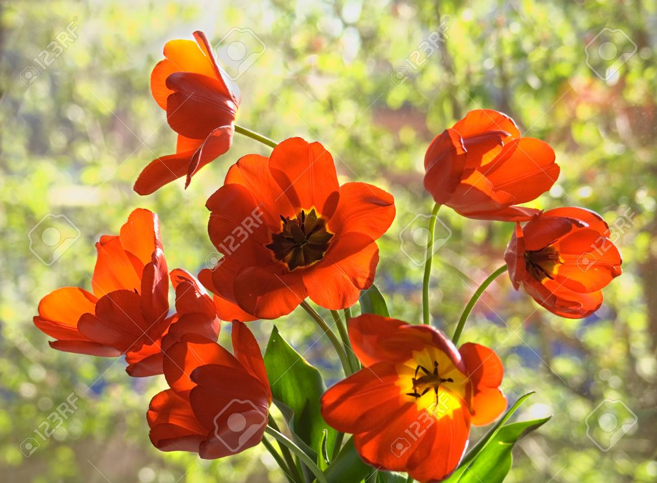 ã‚¦ã‚£ãƒ³ãƒ‰ã‚¦ ãƒãƒƒã‚¯ãƒ©ã‚¤ãƒˆã®èƒŒæ™¯ã«ãƒãƒ¥ãƒ¼ãƒªãƒƒãƒ—ã®èŠ±æŸ ã®å†™çœŸç´ æ ç