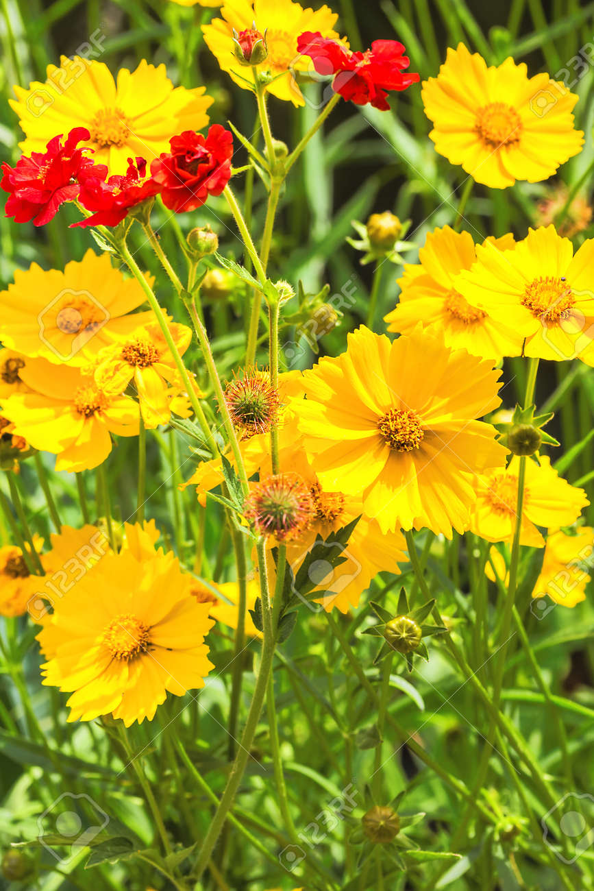 チリの Avens と夏の日に庭で花壇で黄色の花ハルシャギクの赤い花 の写真素材 画像素材 Image チリの Avens と夏の日に庭で花壇で黄色の花ハルシャギクの赤い花 の写真素材 画像素材 Image