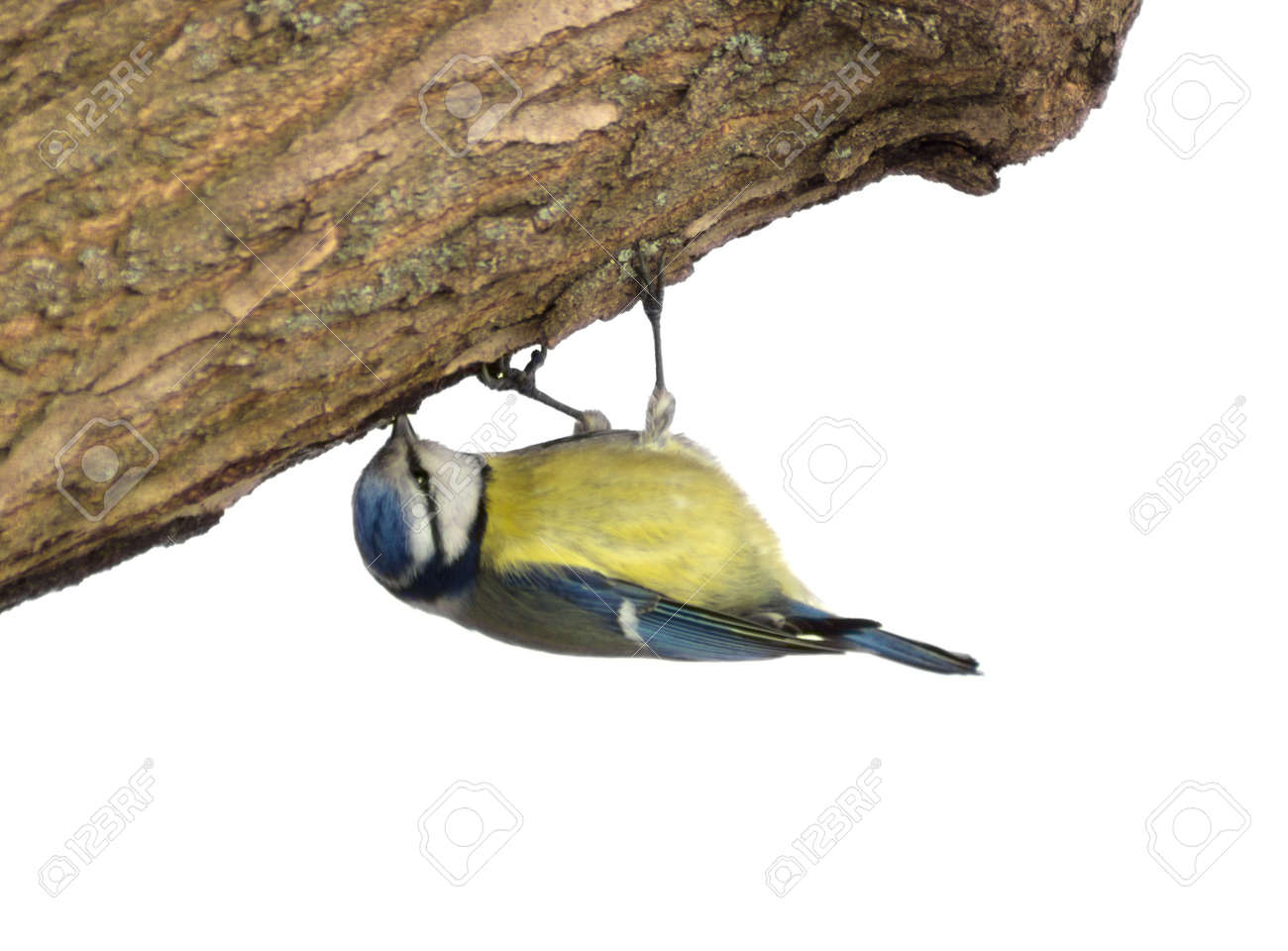 逆さま画像フィルターのシャープネスを処理時に白い背景に木の幹にシジュウカラは使用されません の写真素材 画像素材 Image
