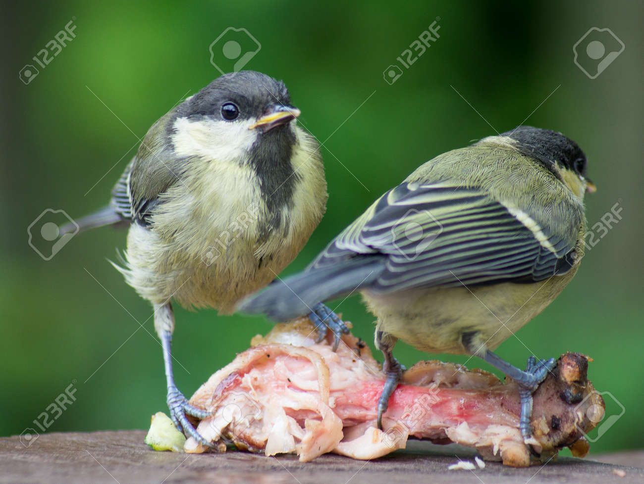 etiam-dictum-ipsum-a-felis