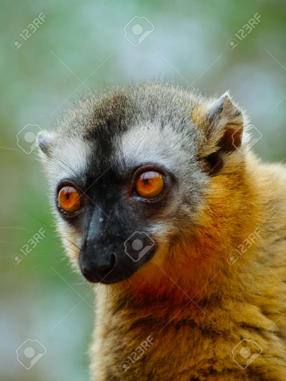 好奇心が強い茶色赤はガラス張りのキツネザル Eulemur Rufifrons Berenty プライベート リザーブ マダガスカルの女性 の写真素材 画像素材 Image