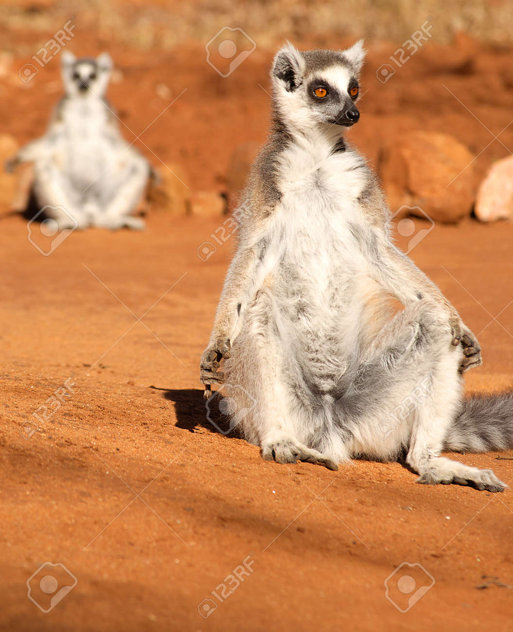 Krasnodarda porno oldindan korish