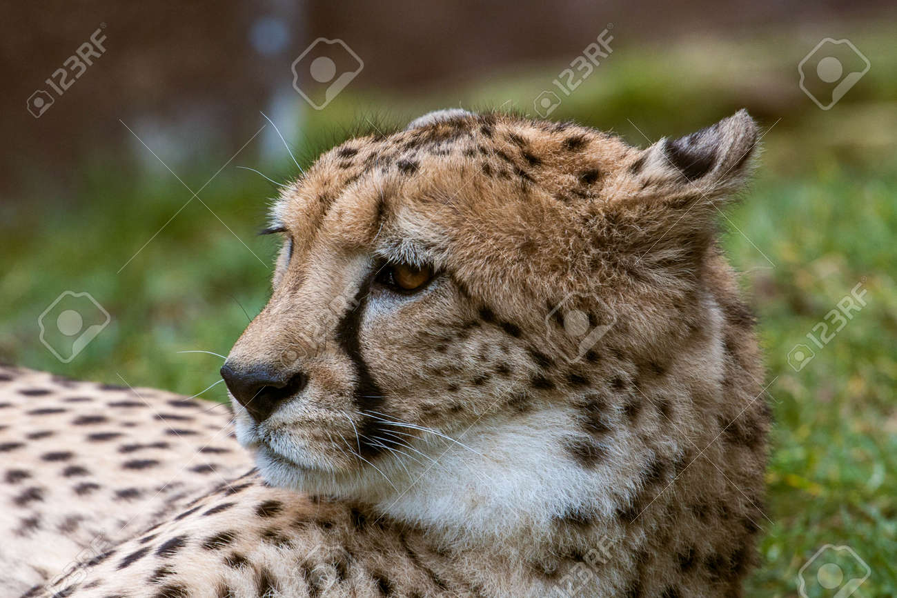 ライプツィヒ動物園のチーターの肖像画 の写真素材 画像素材 Image 7234 ライプツィヒ動物園のチーターの肖像画 の写真素材 画像素材 Image 7234