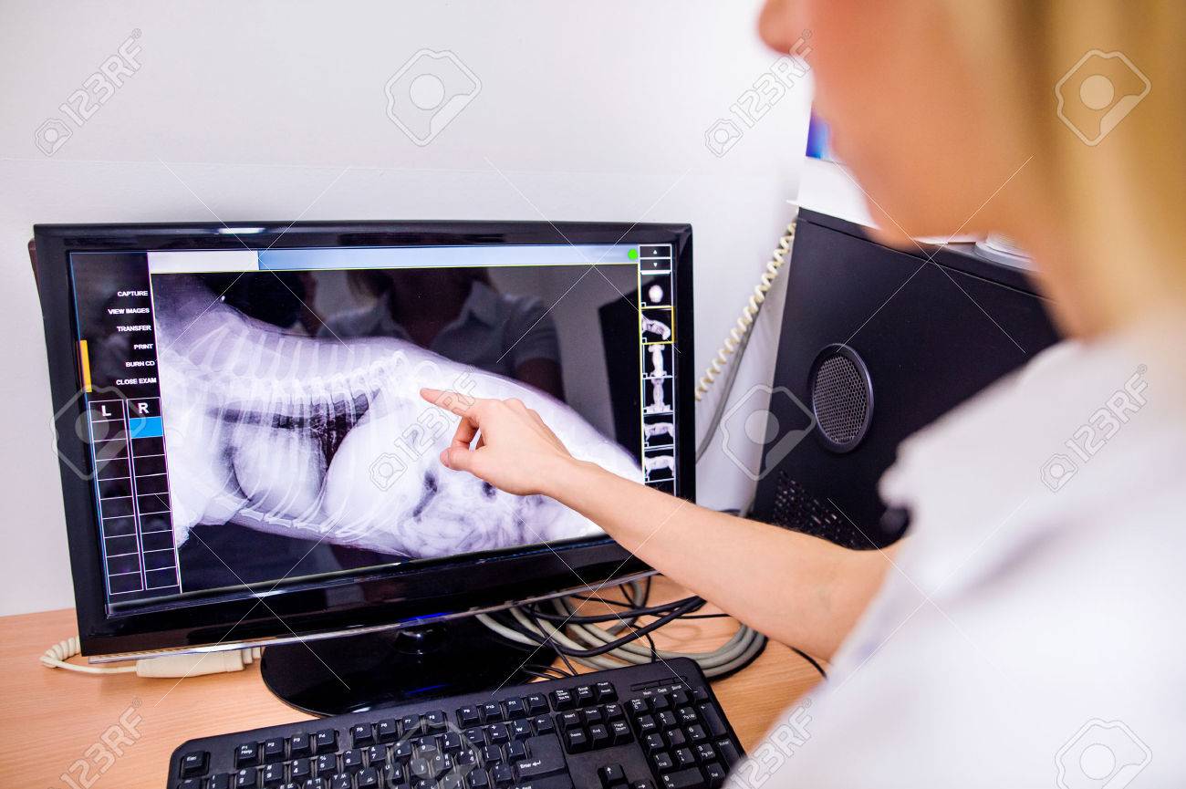 Female Veterinary Surgeon Examining X Ray of a dog. Vet looking at animals radiography. Unrecognizable veterinarian in white uniform at veterinary clinic working. - 59024312 Female Veterinary Surgeon Examining X Ray of a dog. Vet looking at animals radiography. Unrecognizable veterinarian in white uniform at veterinary clinic working. - 59024312