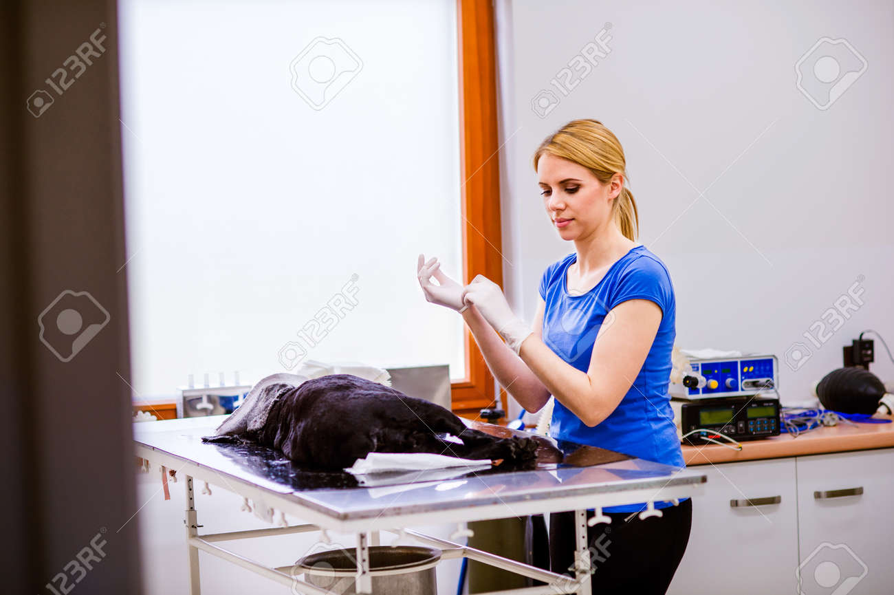 Vétérinaire Avec Un Petit Chien Noir Sous Anesthésie Prêt Pour Une Opération Mettre Des Gants Chirurgicaux Femme Unrecognizable Travaillant à La
