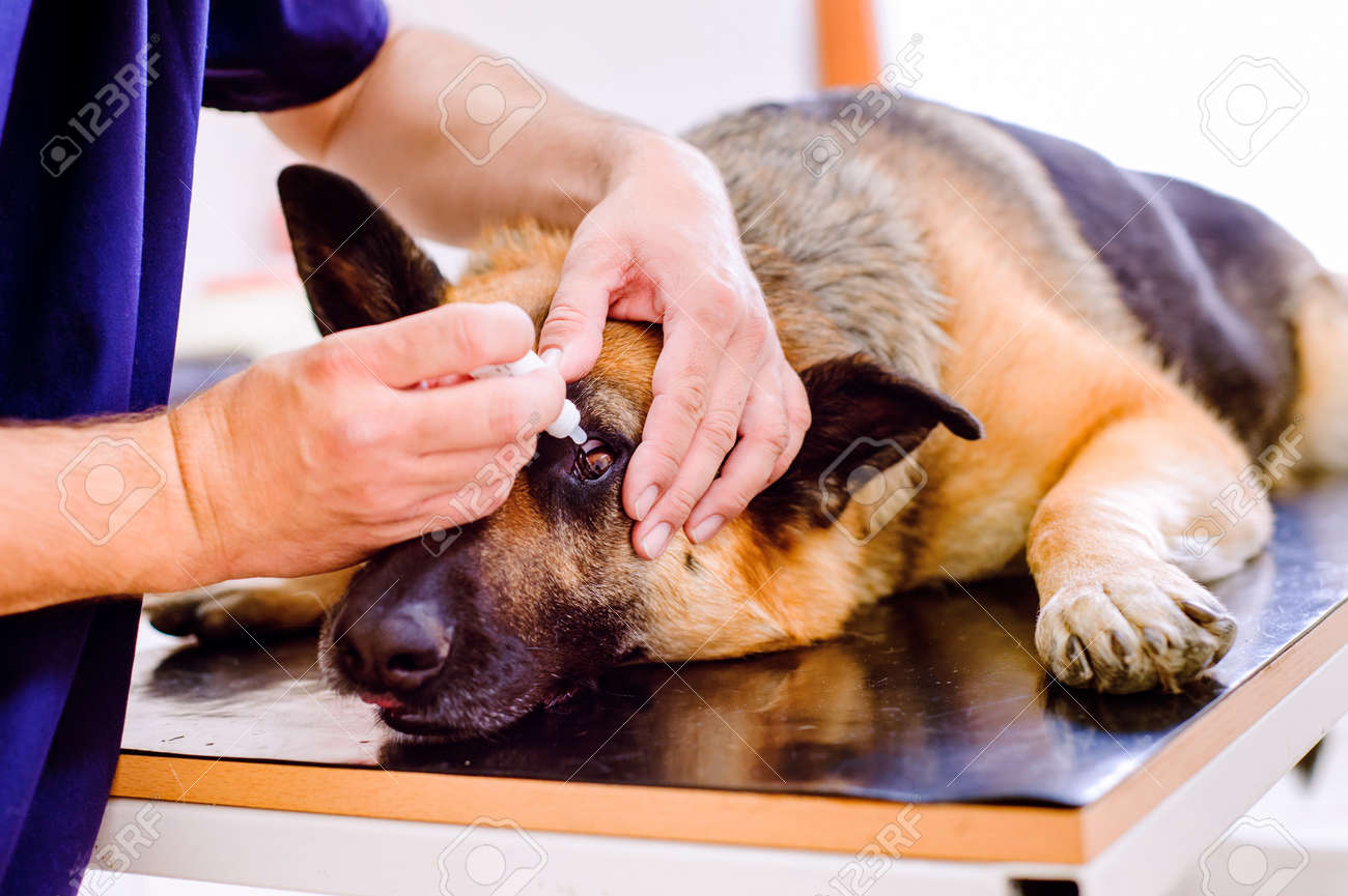 獣医の適用する目薬がジャーマン シェパード犬に 痛い目で犬を治療する獣医 認識できない女性獣医クリニック勤務します の写真素材 画像素材 Image