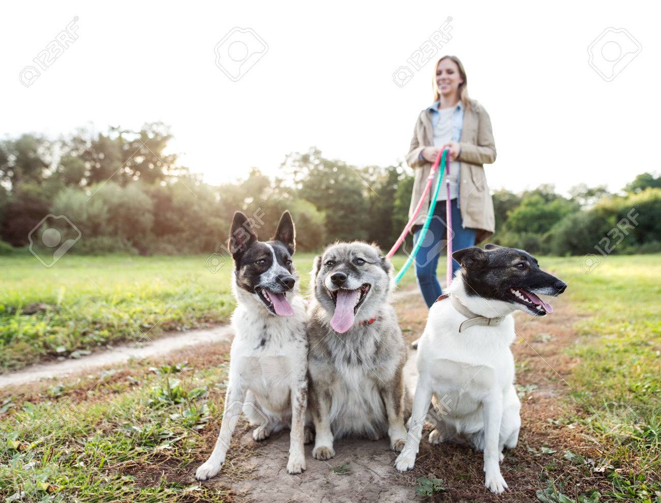 walking multiple dogs at once