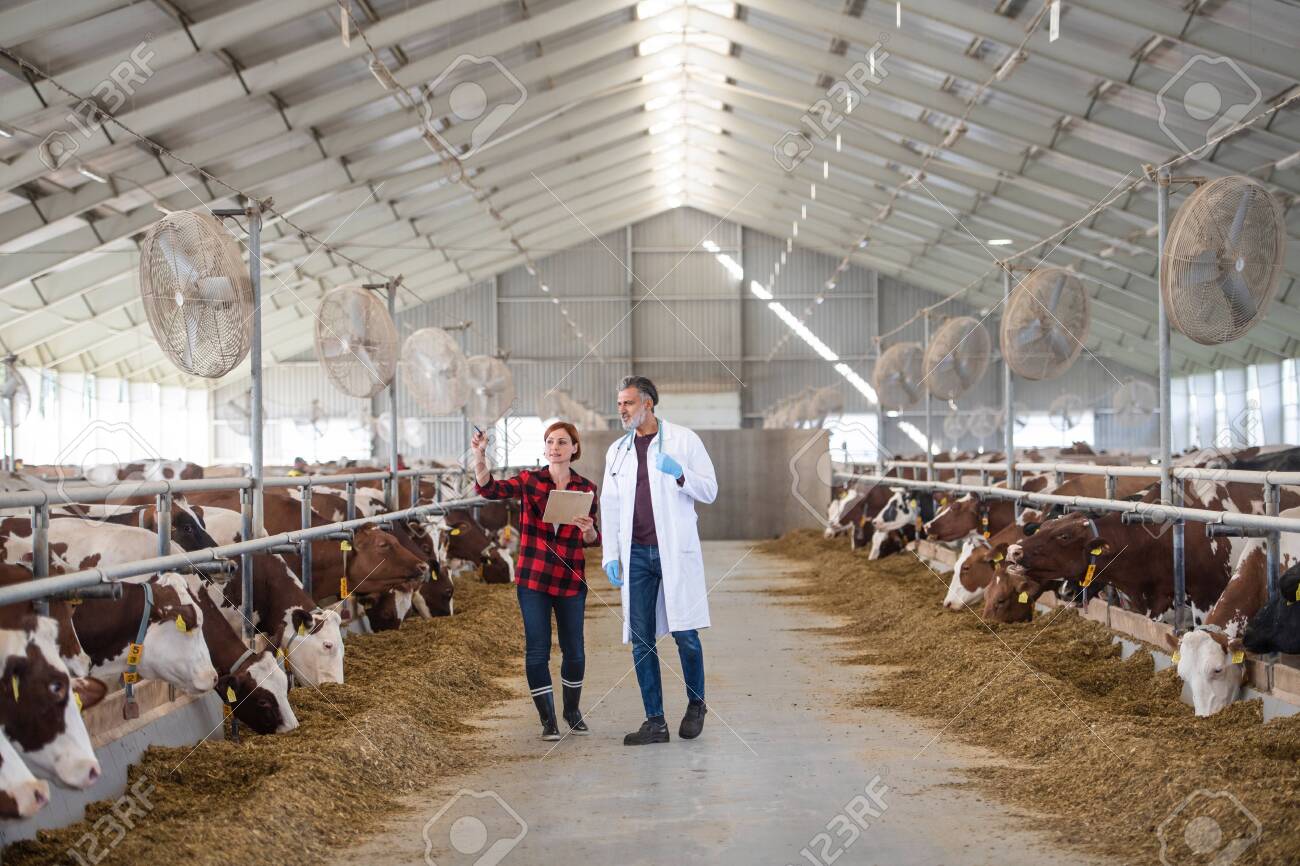 A woman manager and veterinary doctor on diary farm, agriculture industry. - 142532092 A woman manager and veterinary doctor on diary farm, agriculture industry. - 142532092